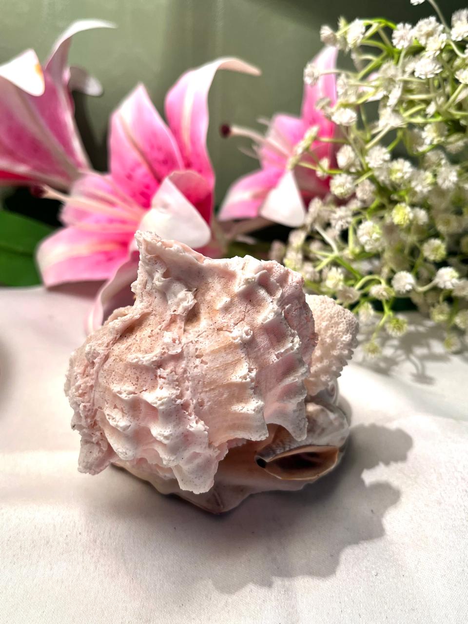 Creta Seashell & Coral Souvenir Decor 4 Inch