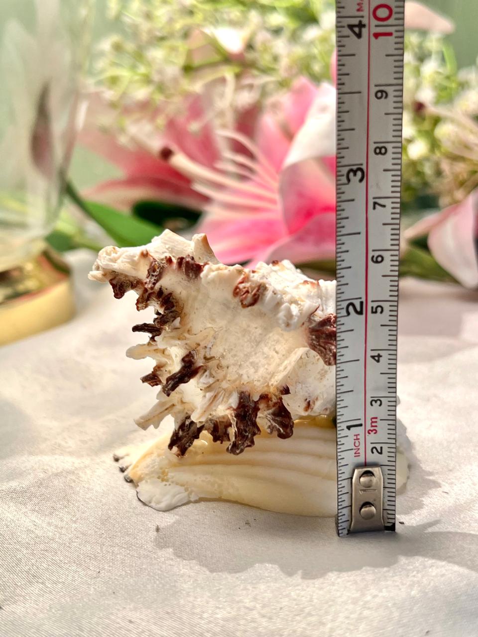 Natural Seashell Decorative Ornament Cream Brown 5cm - 1 Piece