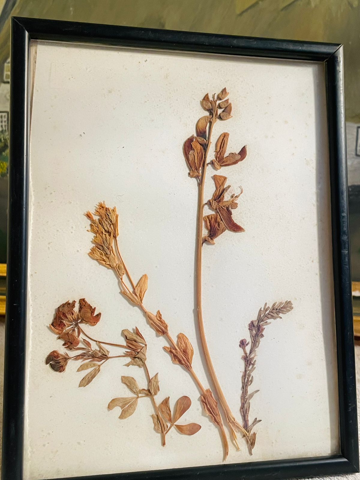 Framed Antique Herbier – Dry Pressed Flowers with French Inscription