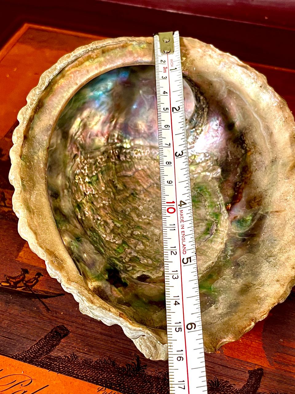 Iridescent Natural Shell Decorative Dish Approx. 6.5 Inch