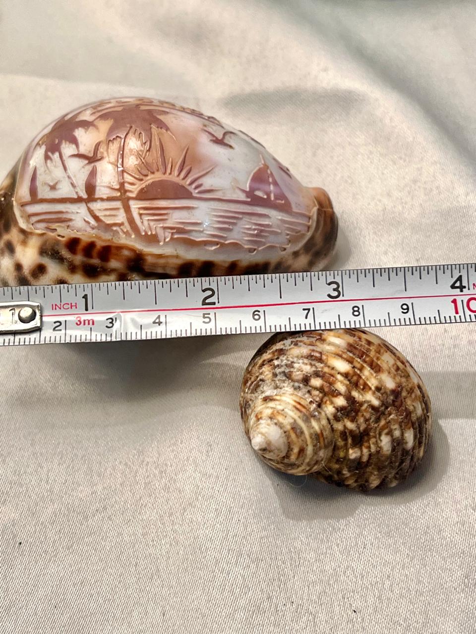 Decorative Seashell Set 2-Piece Carved Coastal Design 10cm