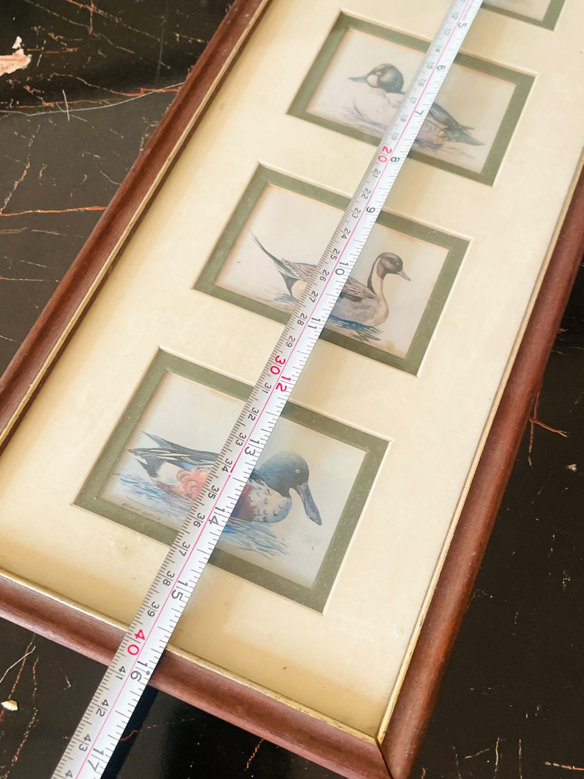 Vintage Framed Duck Illustration Art – Set of Four Prints in Single Frame (England)