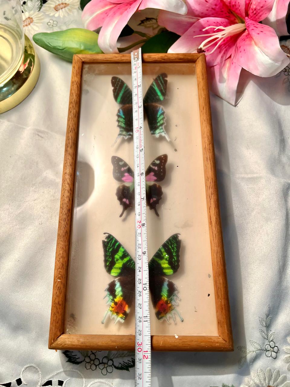 Rare find Original Preserved Butterfly Display Frame – 3 Butterflies, 12 Inches