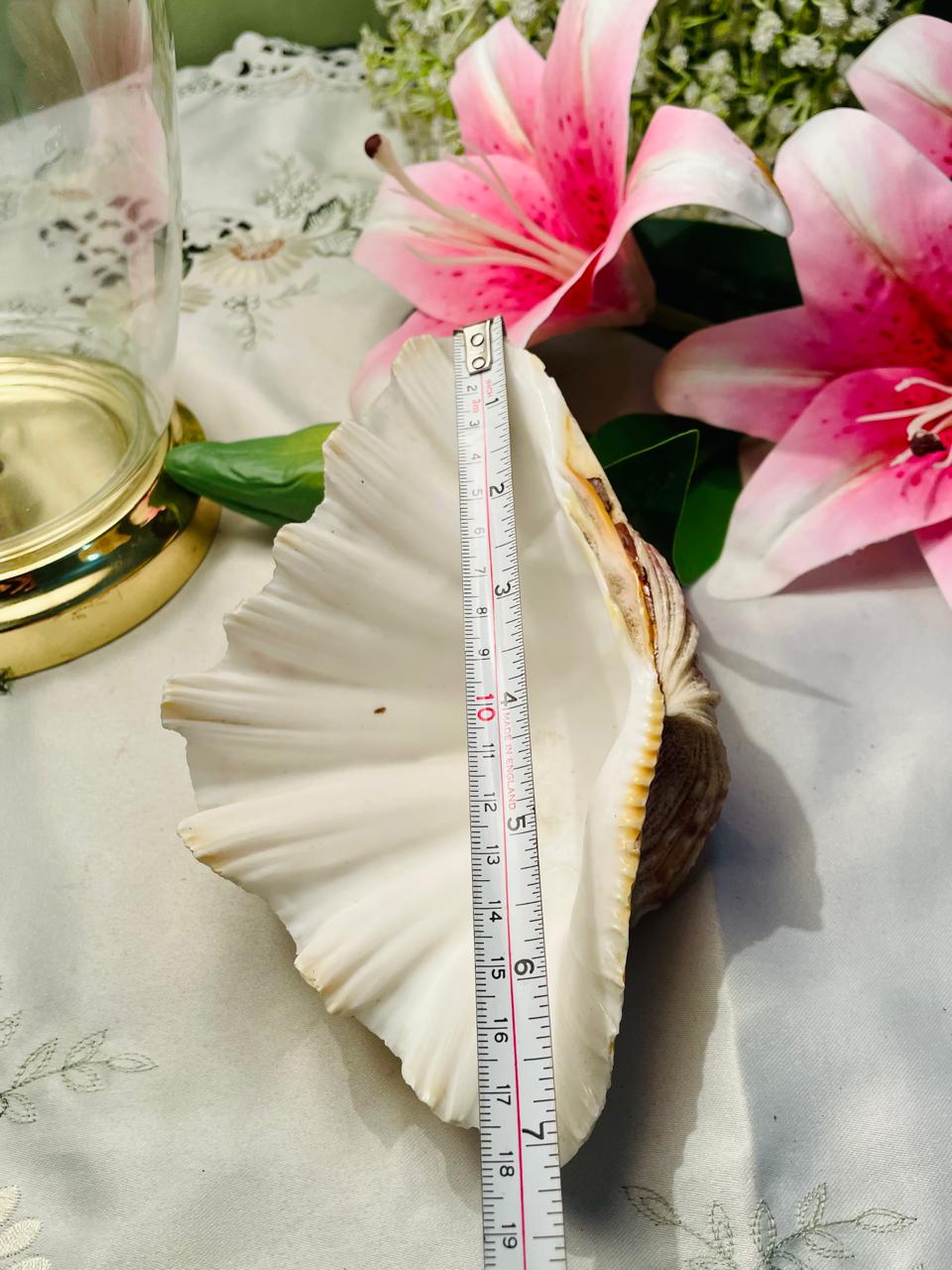 Large Natural Scallop Shell Decorative Seashell 18 cm
