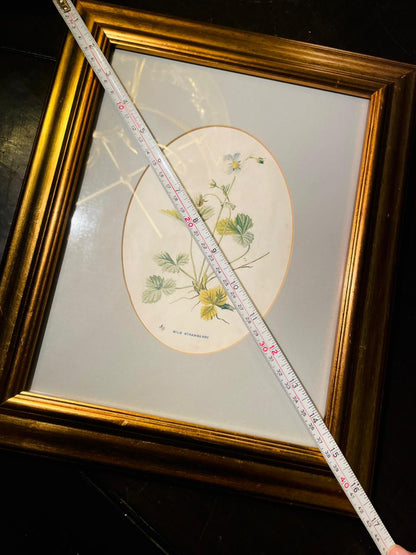 Vintage Framed Wild Strawberry Botanical Painting