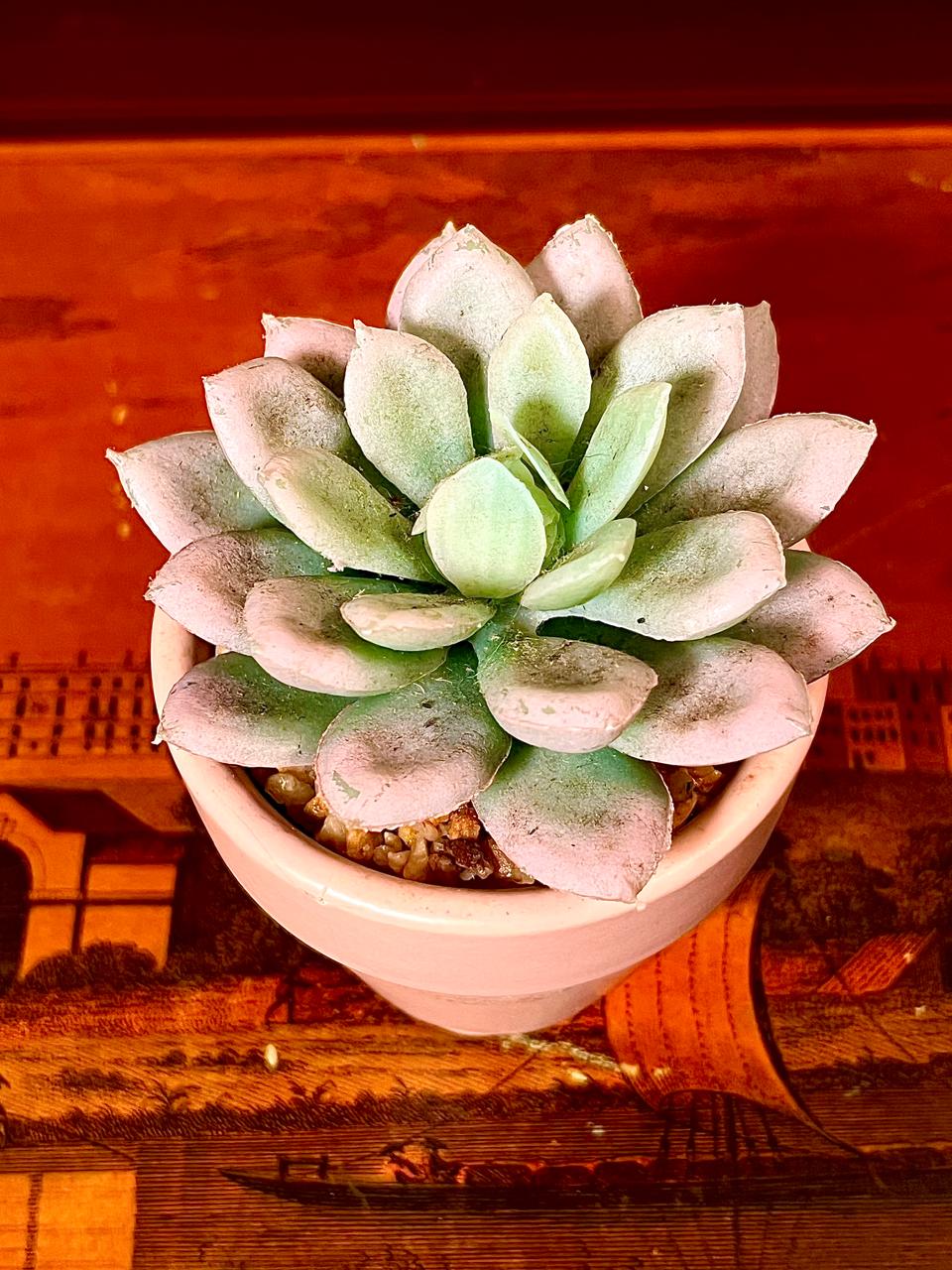 Mini Faux Succulent in Terracotta Pot | 5 Inch Decorative Planter