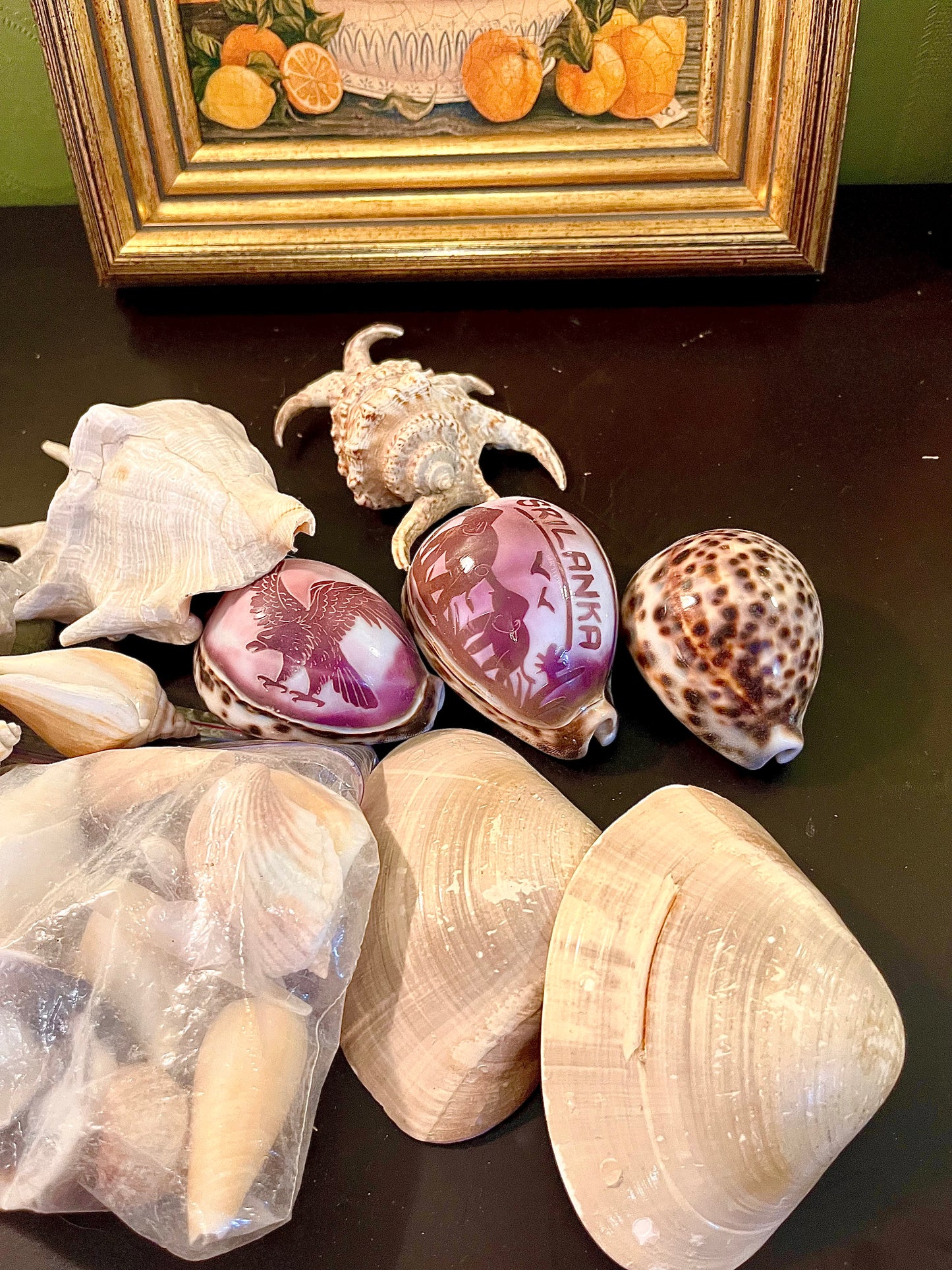 Mixed Natural Seashell Collection – Decorative Coastal Craft & Display Assortment