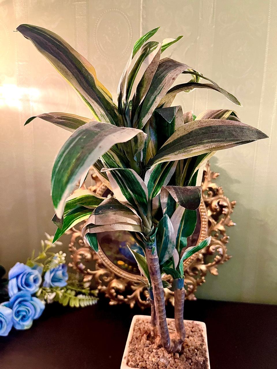 Artificial Dracaena Plant in White Planter