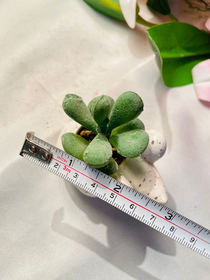 White Turtle Mini Planter with Succulent 3 in