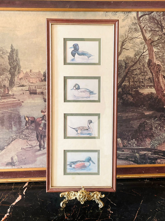 Vintage Framed Duck Illustration Art – Set of Four Prints in Single Frame (England)