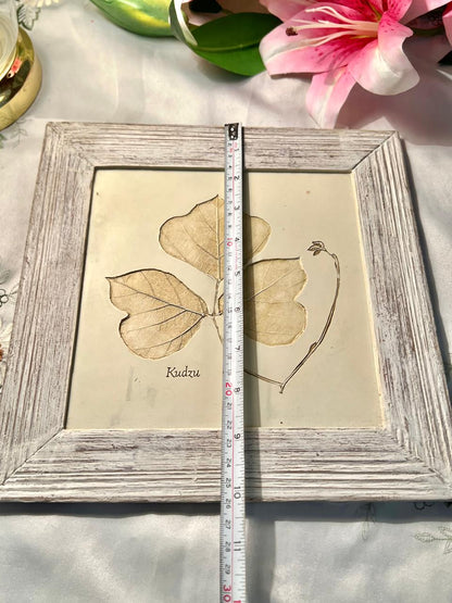 Kudzu Botanical Framed Leaf Artwork 10"