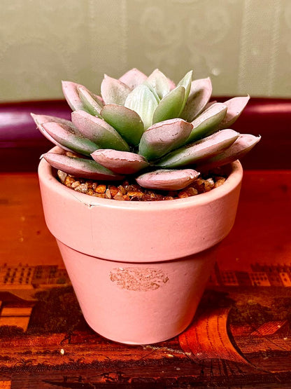 Mini Faux Succulent in Terracotta Pot | 5 Inch Decorative Planter