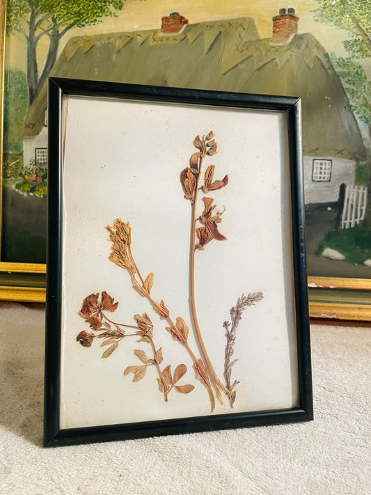 Framed Antique Herbier – Dry Pressed Flowers with French Inscription