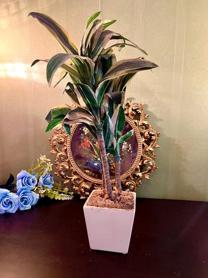 Artificial Dracaena Plant in White Planter