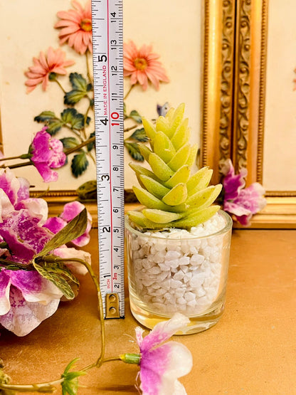 Mini Glass Succulent Planter with White Pebbles