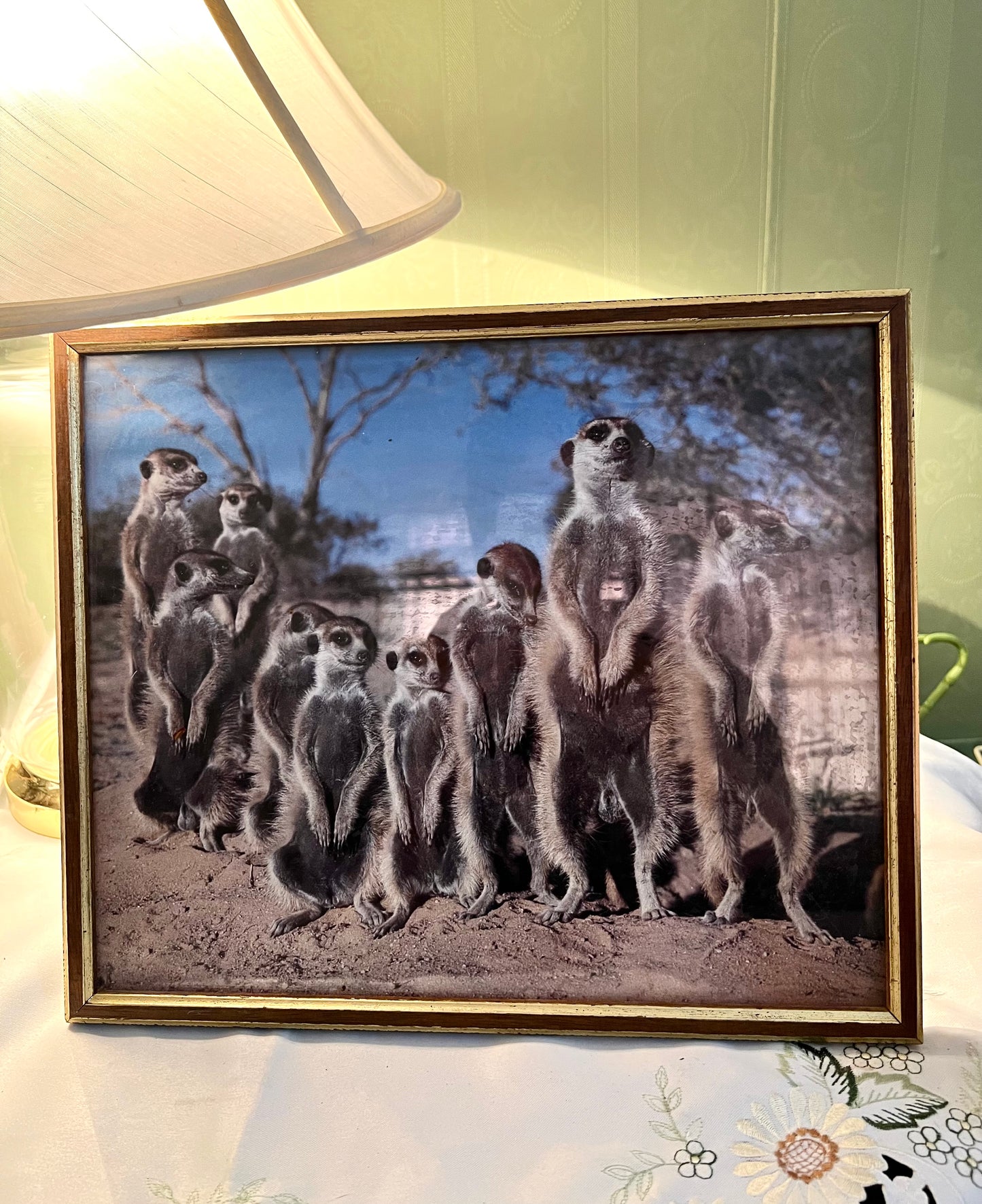 Vintage Framed Meerkat Wildlife Print Gold-Tone Frame 34 × 27cm