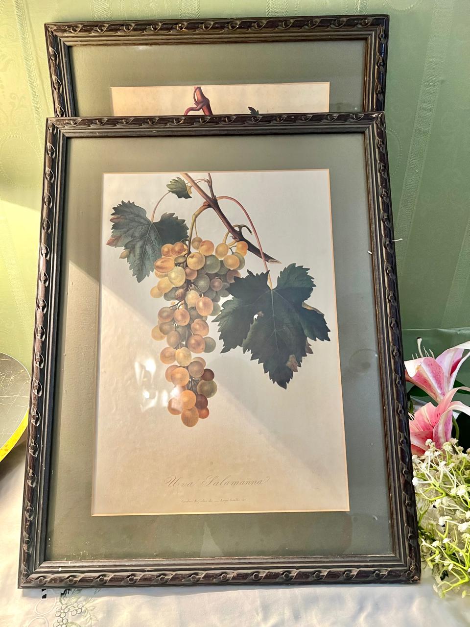 Pair of Large Vintage Framed Grape Botanical Art Prints