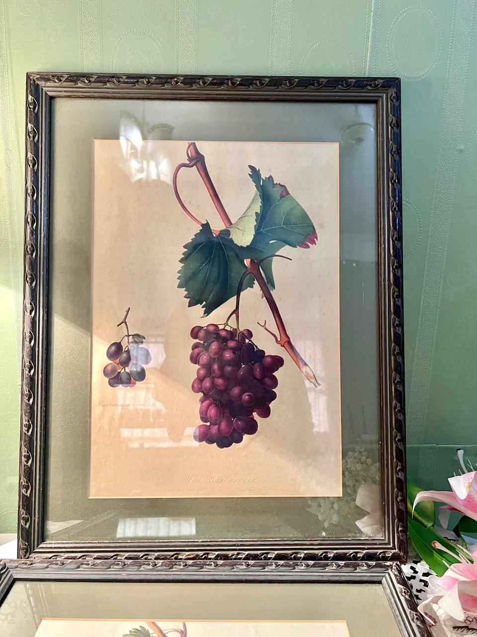 Pair of Large Vintage Framed Grape Botanical Art Prints