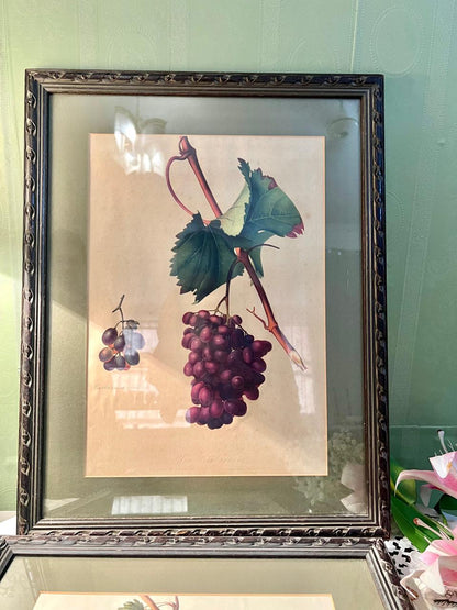 Pair of Large Vintage Framed Grape Botanical Art Prints