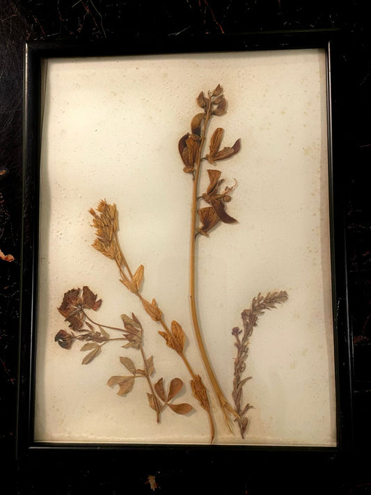 Vintage Pressed Flower Frame | Botanical Wall Art Decor