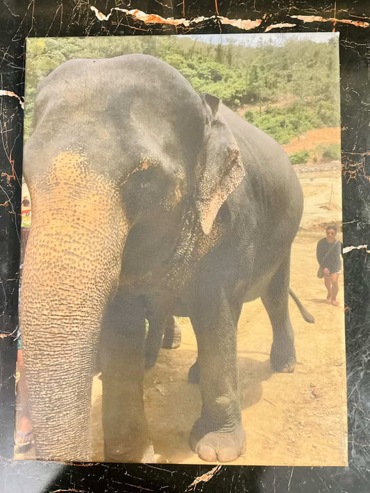 Elephant Safari Canvas Print – Wildlife Wall Art