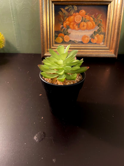 Decorative Faux Succulent in Black Pot – 4 Inch
