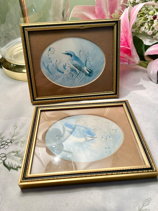 RARE FIND framed bird illustrations/paintings featuring small songbirds P.A. Cain Wheatear Framed Bird  Pair 5 inch