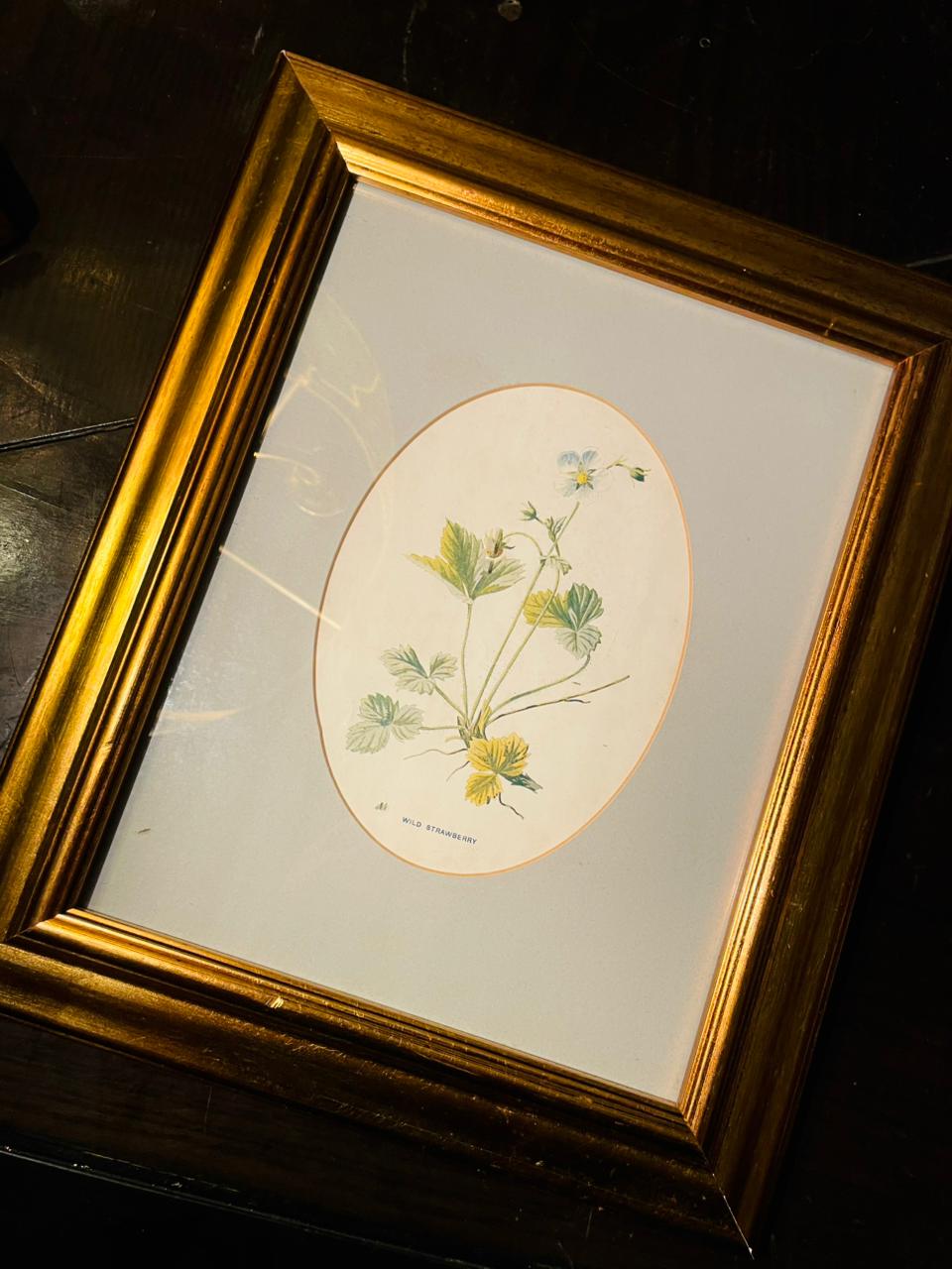 Vintage Framed Wild Strawberry Botanical Painting