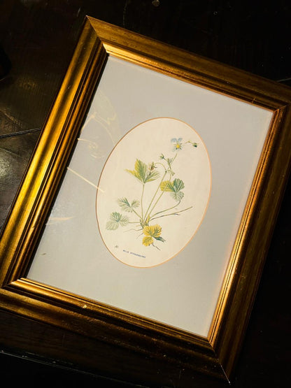 Vintage Framed Wild Strawberry Botanical Painting