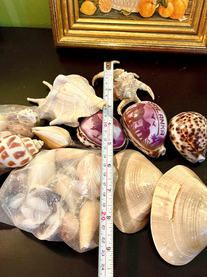 Mixed Natural Seashell Collection – Decorative Coastal Craft & Display Assortment