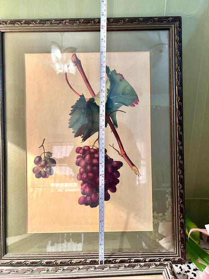 Pair of Large Vintage Framed Grape Botanical Art Prints