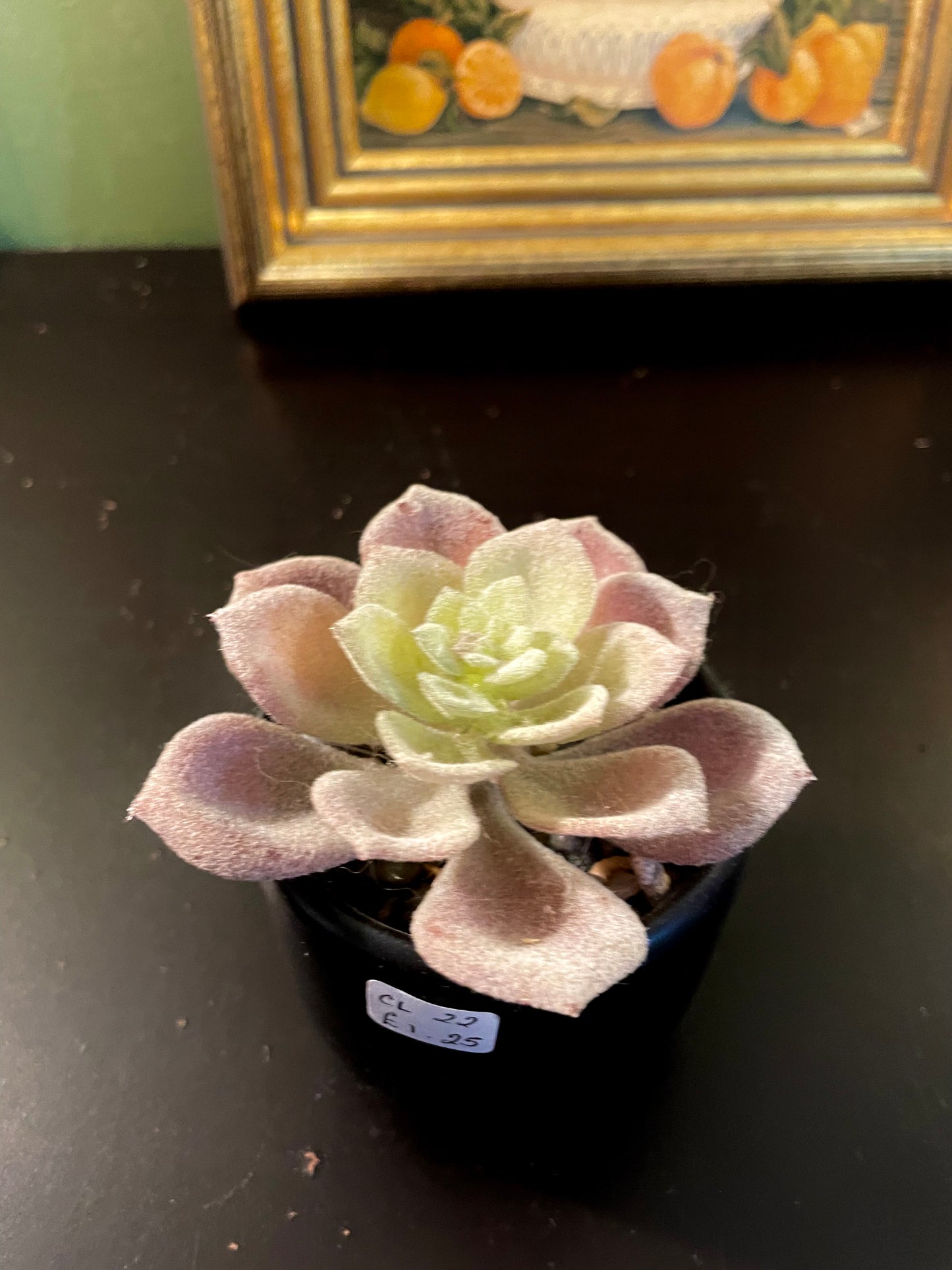 Artificial Blush Succulent in Black Pot 4 Inch