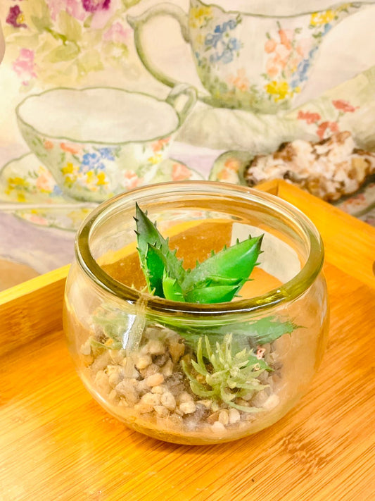Artificial Succulent in Glass Pot – Faux Plant for Home Decor