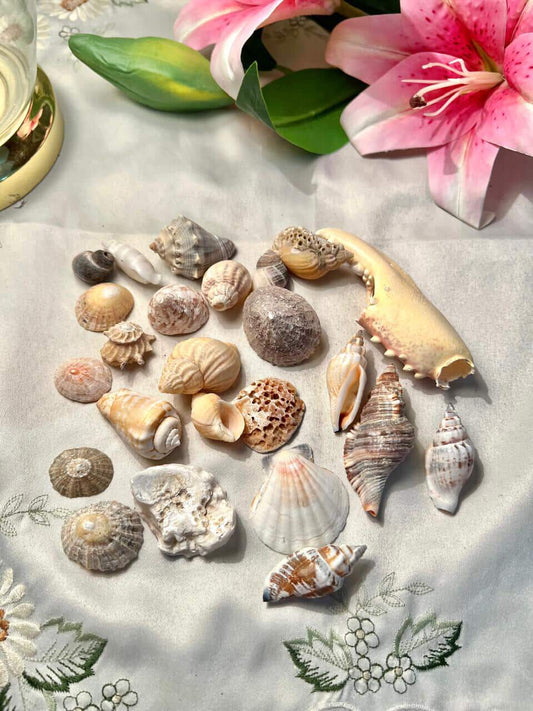 Assorted Natural Seashell & Crab Claw Decor Collection