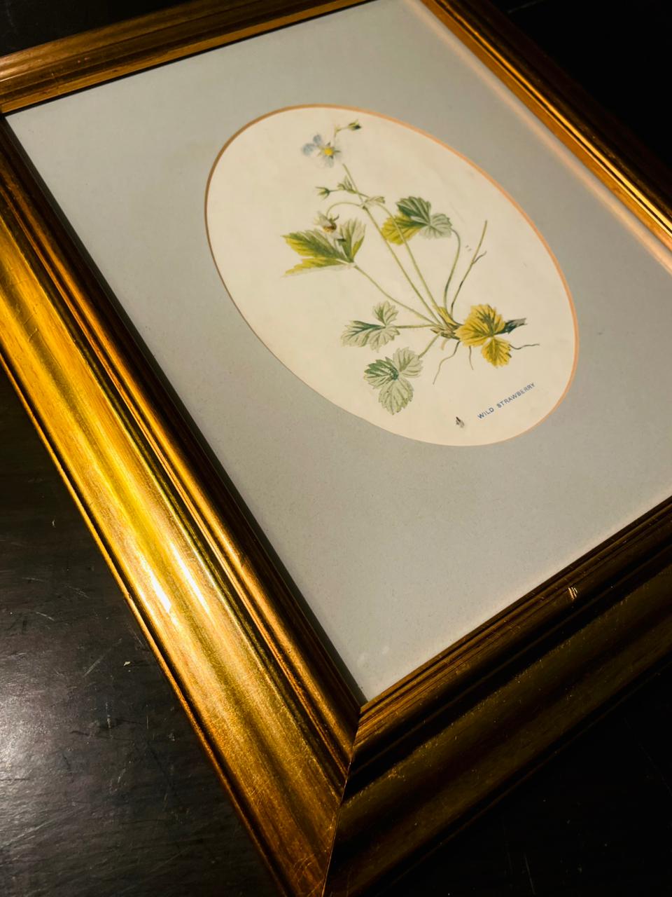 Vintage Framed Wild Strawberry Botanical Painting