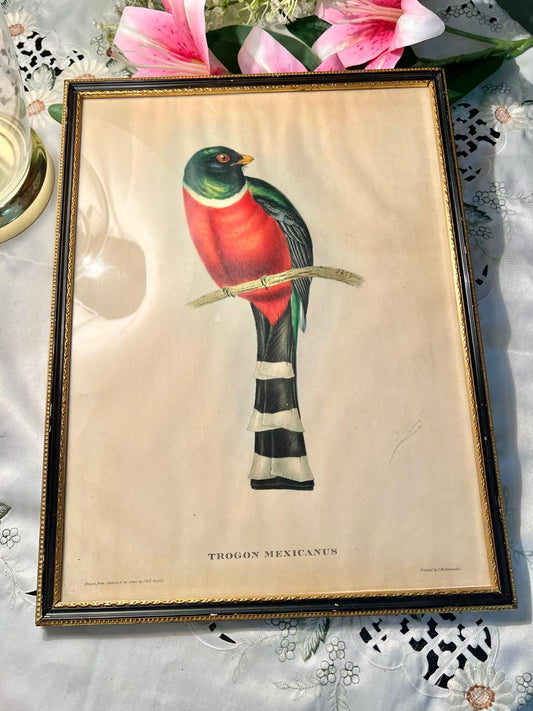Trogon Mexicanus Colourful Bird Framed Painting – 16 Inches