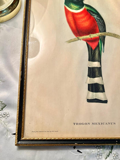 Trogon Mexicanus Colourful Bird Framed Painting – 16 Inches