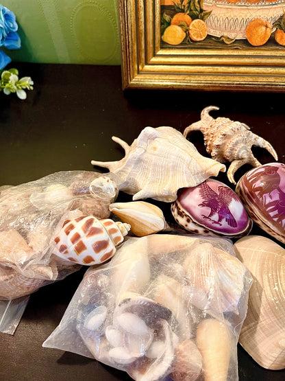 Mixed Natural Seashell Collection – Decorative Coastal Craft & Display Assortment