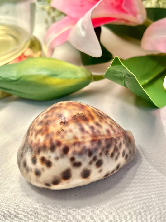 Vintage Natural Spotted Seashell Decor Approx. 3 in