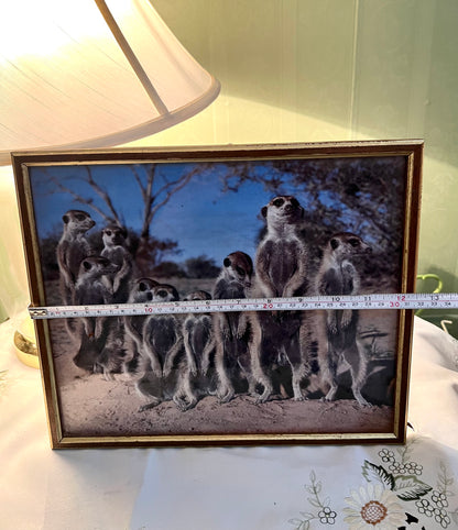 Vintage Framed Meerkat Wildlife Print Gold-Tone Frame 34 × 27cm