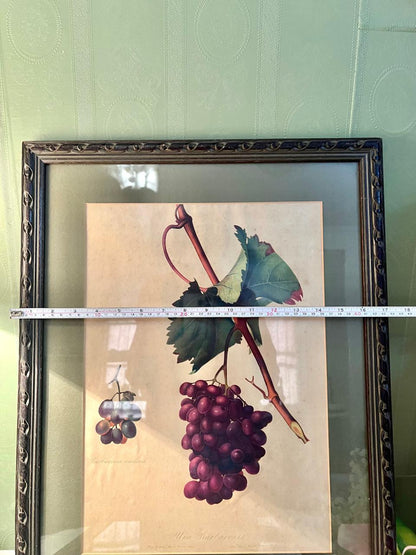 Pair of Large Vintage Framed Grape Botanical Art Prints