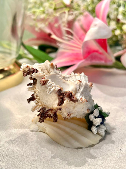 Natural Seashell Decorative Ornament Cream Brown 5cm - 1 Piece