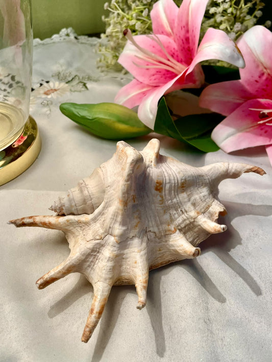 Vintage Decorative Seashell 18 cm