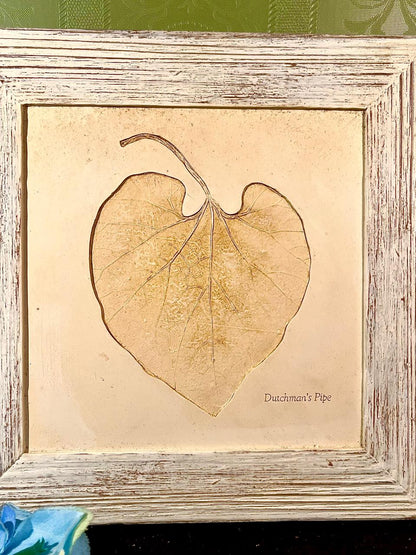 Marks Spencer Framed Dutchman’s Pipe Botanical Leaf Artwork 10 in