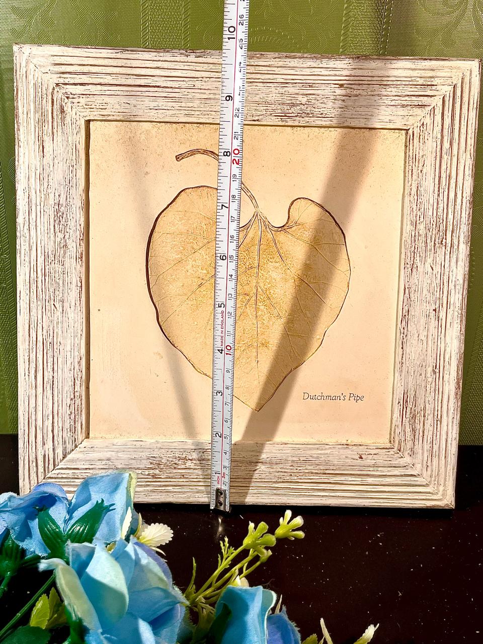 Marks Spencer Framed Dutchman’s Pipe Botanical Leaf Artwork 10 in