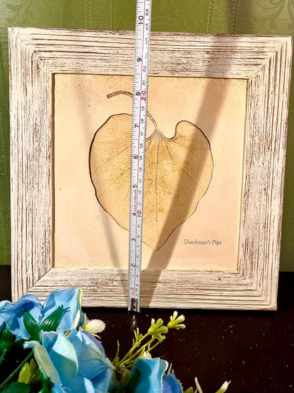 Marks Spencer Framed Dutchman’s Pipe Botanical Leaf Artwork 10 in