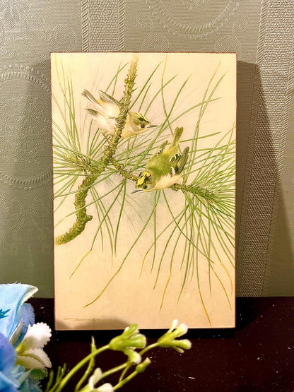 Mullionaires Framed Bird Artwork Pine Branches 7 in
