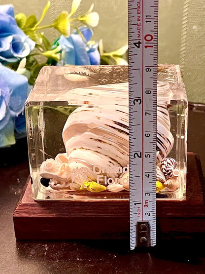 Orlando Florida Crystal Shell Display Cube 3.5 Inch