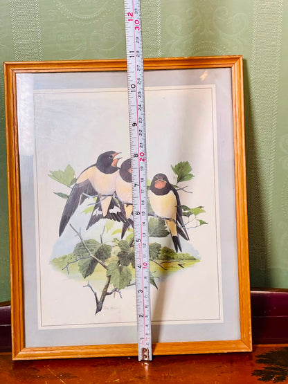 Framed Swallow Bird Art Print, Approx. 11 Inches