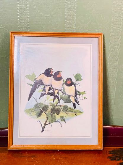 Framed Swallow Bird Art Print, Approx. 11 Inches
